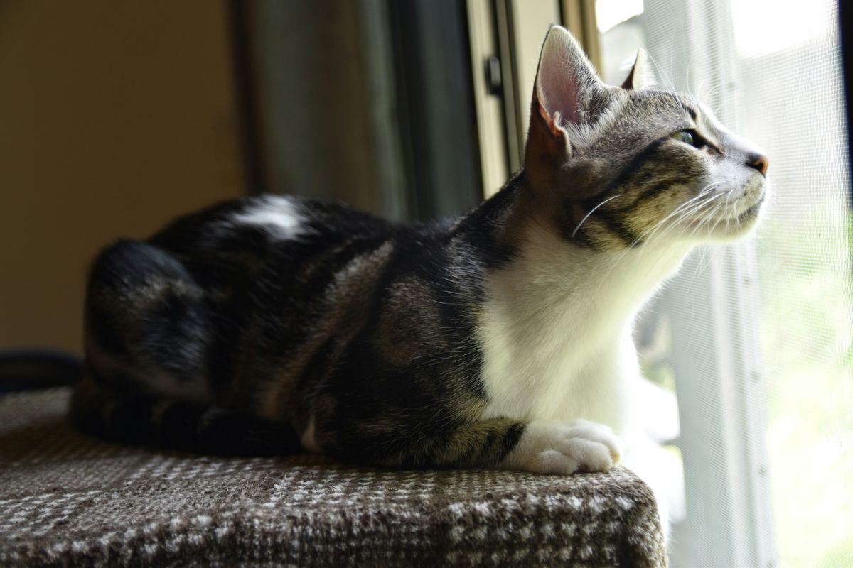 American Shorthair Inspirations: Naming Your Cat