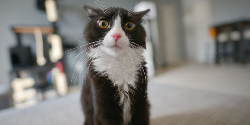 Cat tiktok at Cats Luv Us