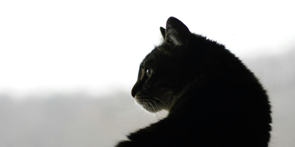 American Longhair Cat: Characteristics and Care