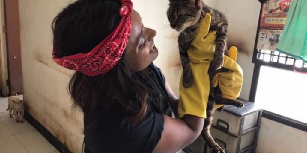 cat boarding facility interior with multiple cats