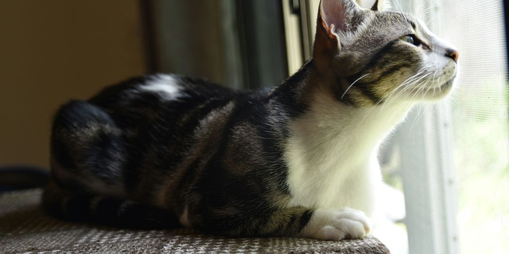 a cat sitting on a window sill looking out the window