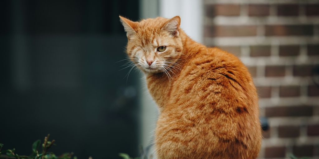 orange tabby cat on green plant
