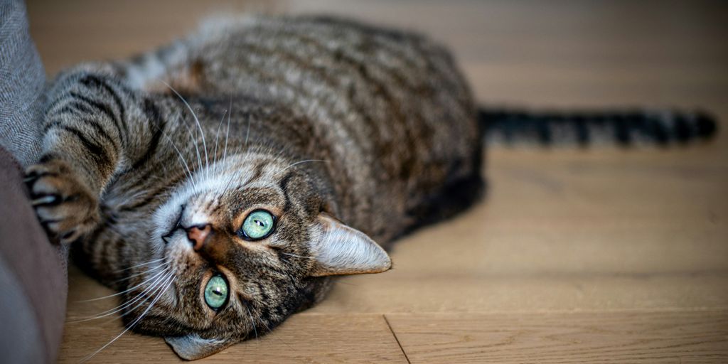 brown tabby cat lying on brown wooden floor