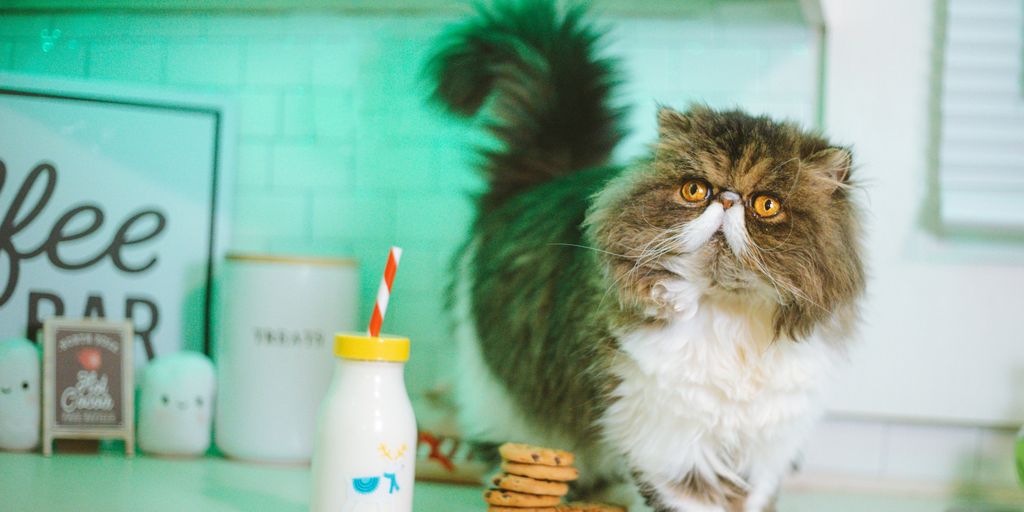 a cat standing on top of a counter next to cookies