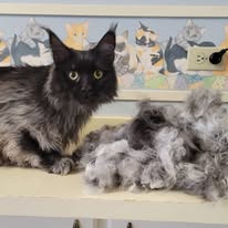 Cat Grooming Gallery 30