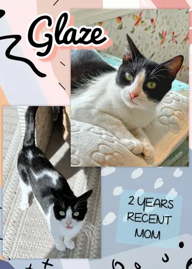 Cat Adoption Photo 4