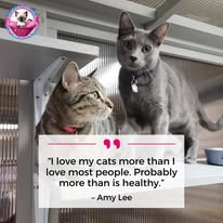 Cat Boarding Photo 14