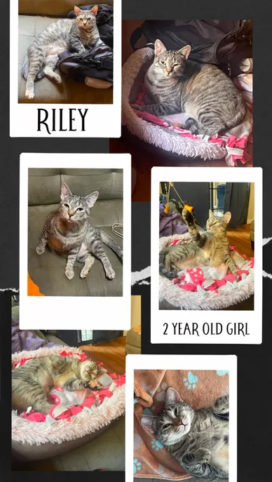 Cat Adoption Photo 12