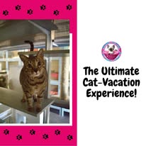 Cat Boarding Photo 3