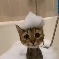 Cat Grooming Gallery 19