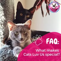 Cat Boarding Photo 17