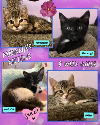 Cat Adoption Photo 8