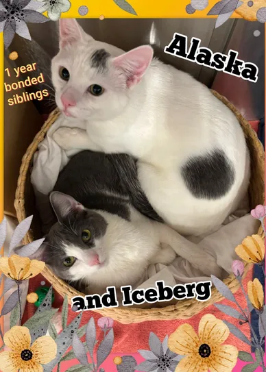 Cat Adoption Photo 15