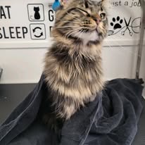 Cat Grooming Gallery 3