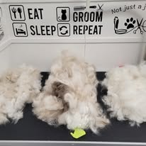 Cat Grooming Gallery 12