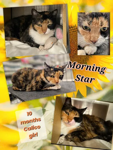 Cat Adoption Photo 9