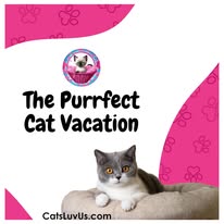 Cat Boarding Photo 11