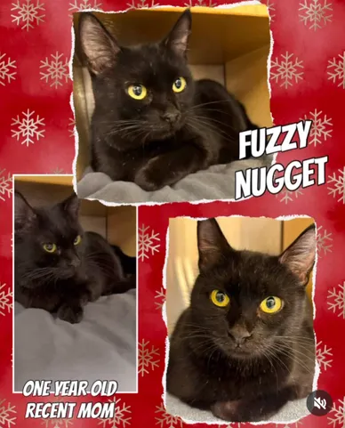 Cat Adoption Photo 14