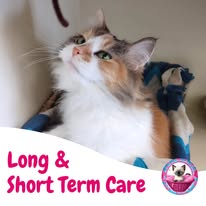 Cat Boarding Photo 9