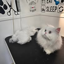 Cat Grooming Gallery 25