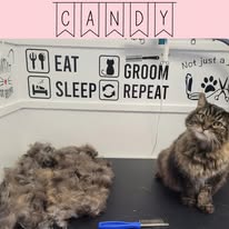 Cat Grooming Gallery 4