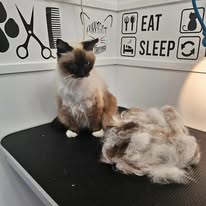 Cat Grooming Gallery 11