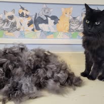 Cat Grooming Gallery 10