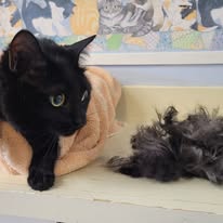 Cat Grooming Gallery 16