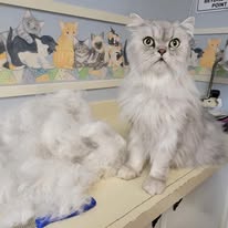 Cat Grooming Gallery 29