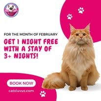 Cat Boarding Photo 7